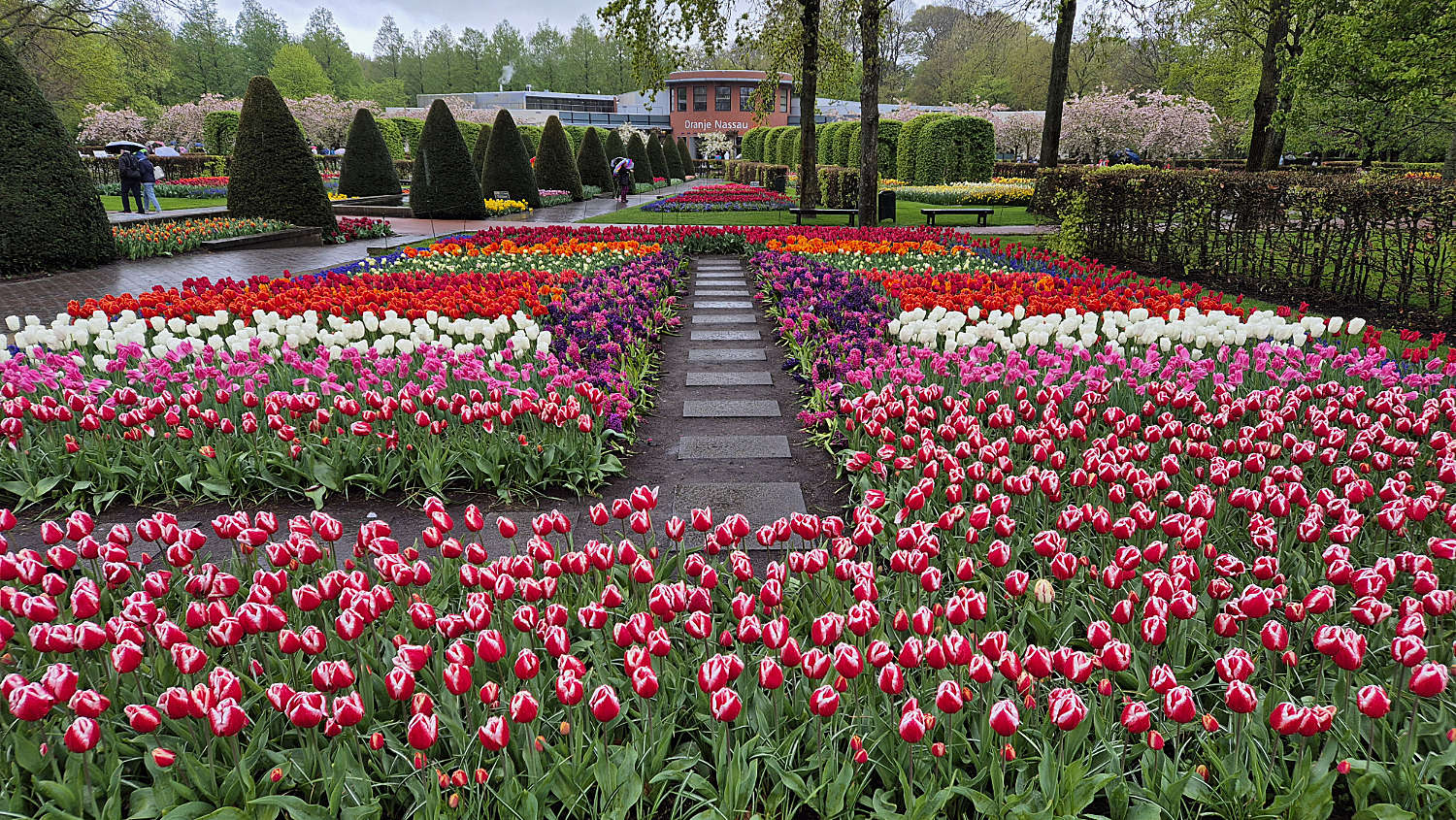 Tulipanblomstring og vårfølelse i Nederland